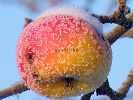 eiskristalle,雪,蘋果