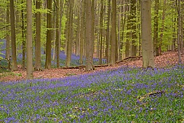 hallerbos,鲜花,风信子