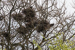 烏鴉,crow's nests,鳥類
