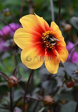 蜜蜂,花粉,大麗花