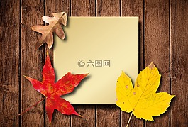 秋季,葉子,豐富多彩