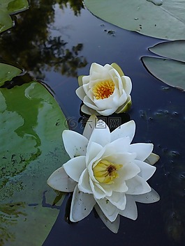 百合,河,植物