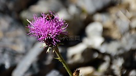 宏,特寫(xiě),花