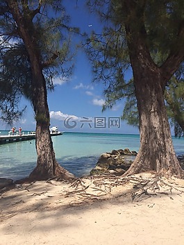 海灘,樹(shù),科夫