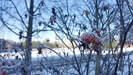 冬天,熊,雪