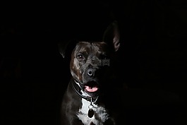 動物,狗,寵物