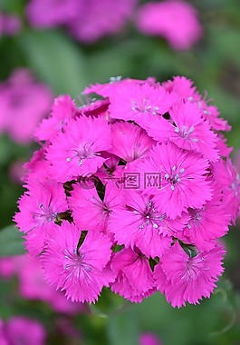 花,粉紅色,美麗