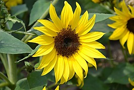 向日葵,花,黃色