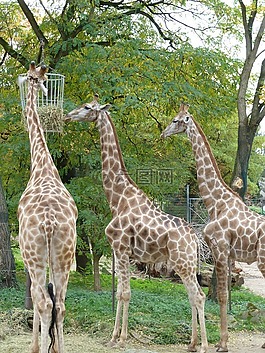 長頸鹿,動(dòng)物園,非洲