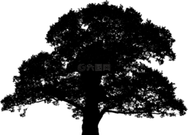 橡樹,植物,葉子