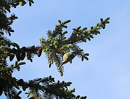 麻雀,斯珀林,鳥(niǎo)