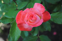 玫瑰,粉紅玫瑰,花