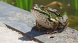 青蛙,池塘,動物