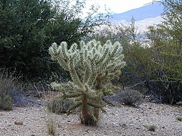 cylindropuntia 北美,全羅北道,主要 de oso