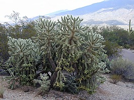 cylindropuntia 北美,全羅北道,主要 de oso