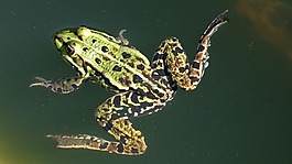 青蛙,池塘,動物