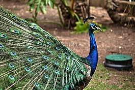 孔雀,色彩繽紛,鳥