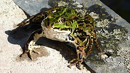 青蛙,动物,野兽