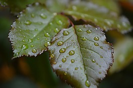 羅森布拉特,雨,滴