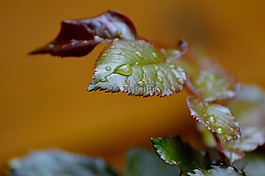 罗森布拉特,雨,滴