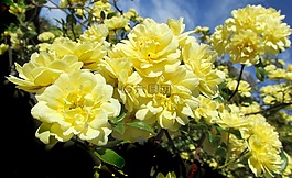 黃玫瑰,攀登,花