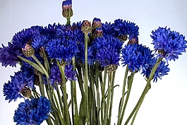 矢車菊,花,野花