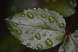 羅森布拉特,雨,滴
