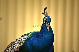 孔雀,色彩繽紛,鳥