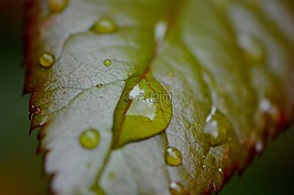 罗森布拉特,雨,滴