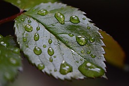 罗森布拉特,雨,滴