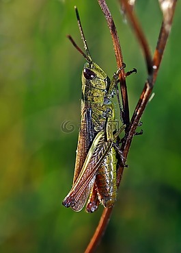 昆蟲,性質(zhì),活