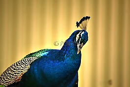 孔雀,色彩繽紛,鳥