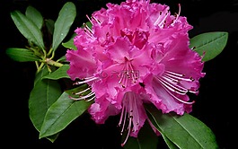 杜鹃,粉红色,花