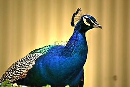 孔雀,色彩繽紛,鳥