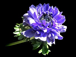 紫色,海葵双,花