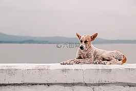 動(dòng)物,狗,可愛