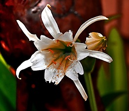 花,腳踏板,白