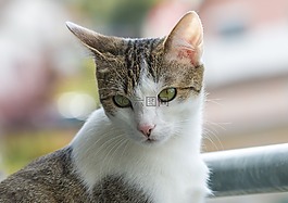 貓,動物,國內(nèi)的貓