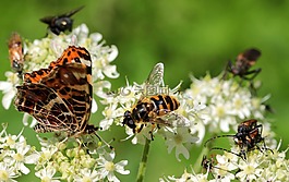 黄蜂,房子 feldwespe,马蜂 dominulus