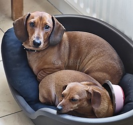 狗,dachound,家