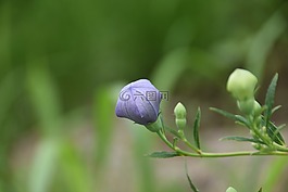 植物,鮮花,大自然