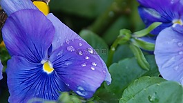 花,三色堇,花的