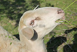 動物,羊,農(nóng)場