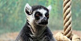 猴子,動(dòng)物園,動(dòng)物世界