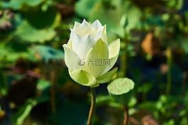 蓮花,花卉,性質(zhì)