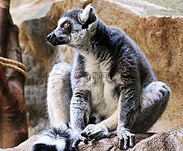 猴子,動物園,動物世界