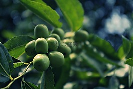 棗,水果,大自然