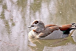 nilgans,鹅,水禽