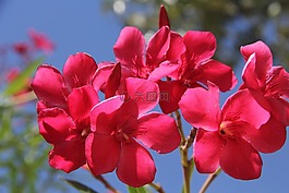 鮮花,性質(zhì),景觀