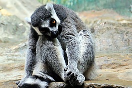 猴子,動物園,動物世界